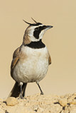 Image. Temminck's Lark