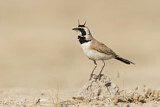 Image. Temminck's Lark