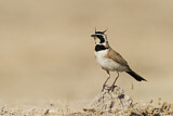 Image. Temminck's Lark
