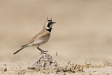 Image. Temminck's Lark