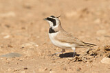 Image. Temminck's Lark