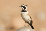 Image. Temminck's Lark