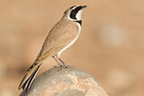 Image. Temminck's Lark