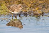 Image. Temminck's Stint