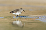 Image. Temminck's Stint