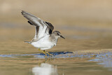 Image. Temminck's Stint