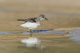 Image. Temminck's Stint