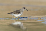 Image. Temminck's Stint