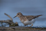 Image. Temminck's Stint
