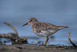 Image. Temminck's Stint