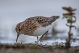 Image. Temminck's Stint