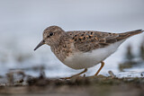 Image. Temminck's Stint