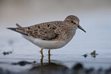 Image. Temminck's Stint