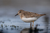 Image. Temminck's Stint