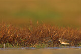 Image. Temminck's Stint