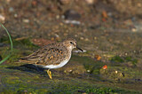 Image. Temminck's Stint