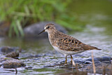 Image. Temminck's Stint