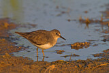 Image. Temminck's Stint