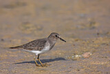 Image. Temminck's Stint