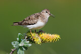 Image. Temminck's Stint