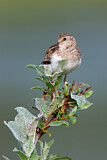 Image. Temminck's Stint