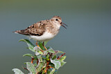 Image. Temminck's Stint