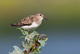 Image. Temminck's Stint