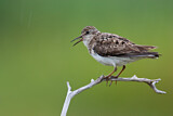Image. Temminck's Stint