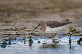 Image. Temminck's Stint