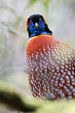 Image. Temminck's Tragopan