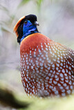 Image. Temminck's Tragopan