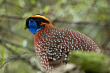 Image. Temminck's Tragopan