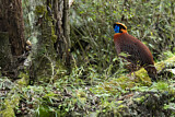 Image. Temminck's Tragopan