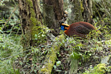 Image. Temminck's Tragopan