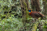 Image. Temminck's Tragopan
