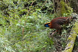 Image. Temminck's Tragopan