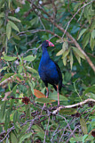 Image. Temminckpurpurhuhn