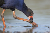 Image. Temminckpurpurhuhn