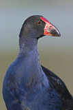 Image. Temminckpurpurhuhn