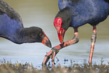 Image. Temminckpurpurhuhn