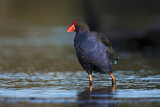 Image. Temminckpurpurhuhn