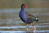 Image. Temminckpurpurhuhn