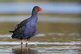 Image. Temminckpurpurhuhn
