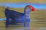 Image. Temminckpurpurhuhn