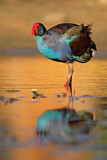 Image. Temminckpurpurhuhn