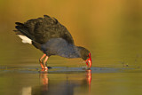 Image. Temminckpurpurhuhn