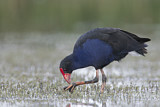Image. Temminckpurpurhuhn