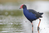 Image. Temminckpurpurhuhn
