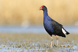 Image. Temminckpurpurhuhn