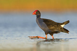 Image. Temminckpurpurhuhn